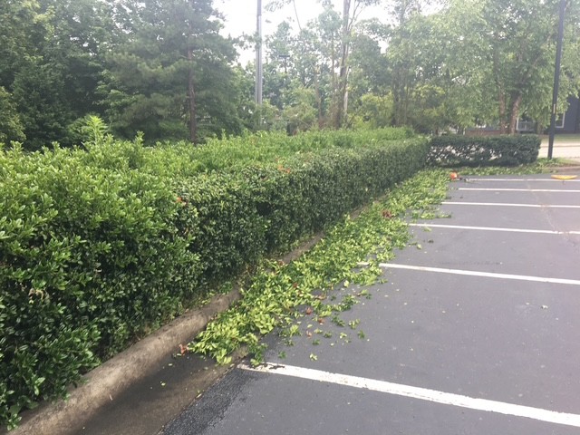 Shrub trimming and cleanup by KEEN