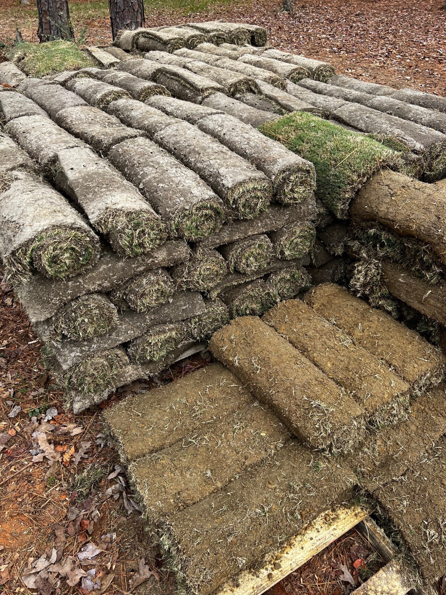 Wide sod installation project by KEEN